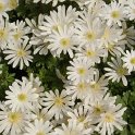 Anemone blanda 'White Splendour'